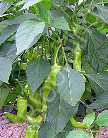 Capsicum annuum 'Sweet Banana'